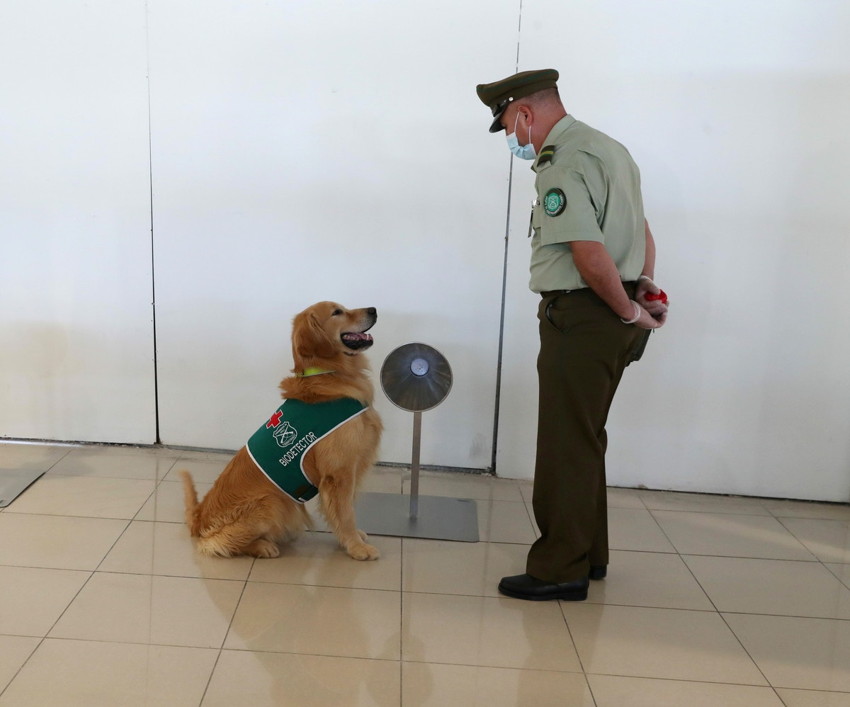 دراسة: الكلاب البوليسية قادرة على اكتشاف إصابات كورونا