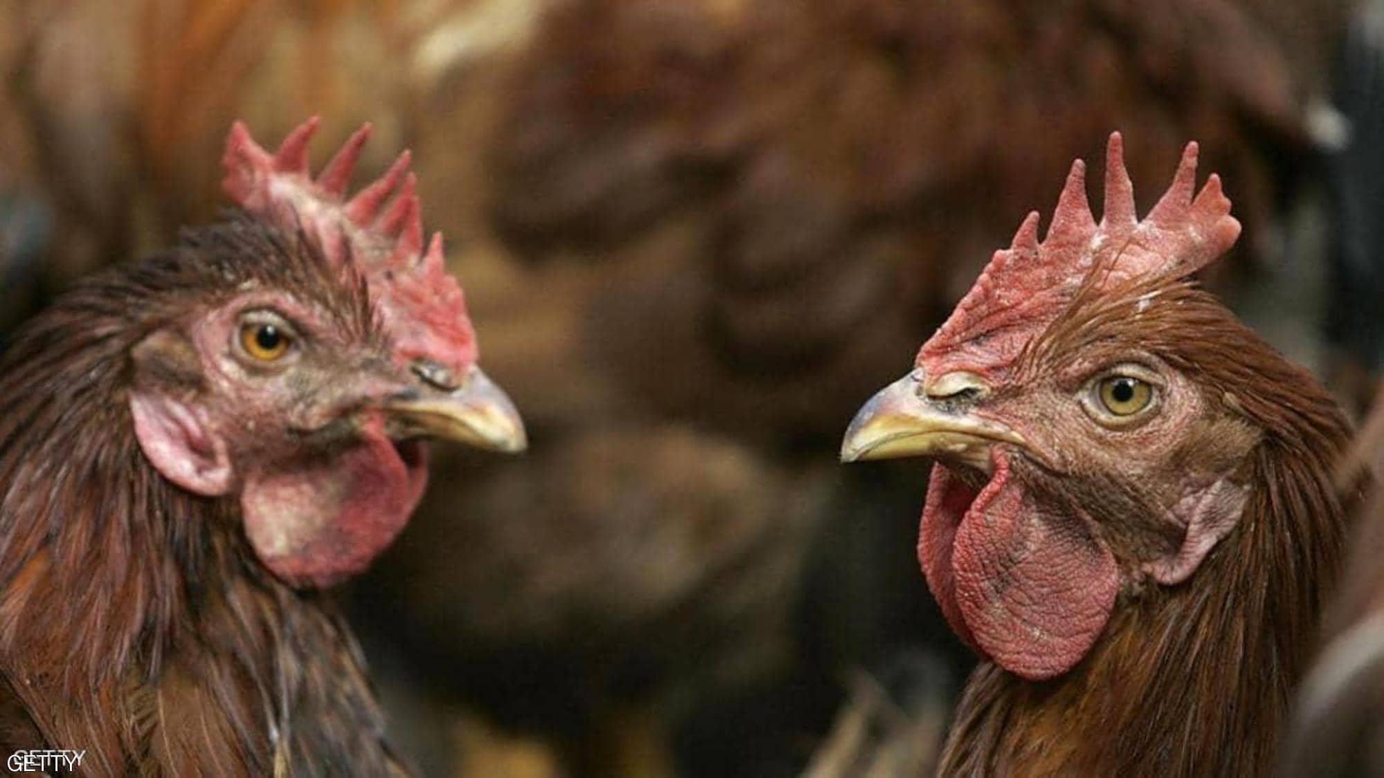 بعد كورونا والفطر الأسود.. إنفلونزا الطيور يتفشى في العراق