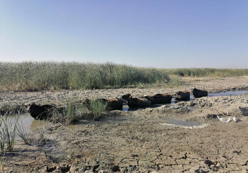 أهوار الجبايش في ذي قار تتعرض لموجة جفاف كبيرة.. “صور”