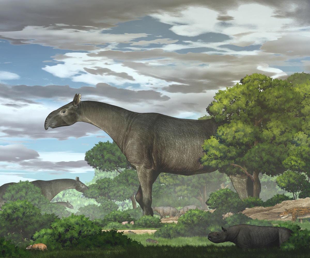 حفريات صينية تكشف نوعاً جديداً من وحيد القرن العملاق المنقرض