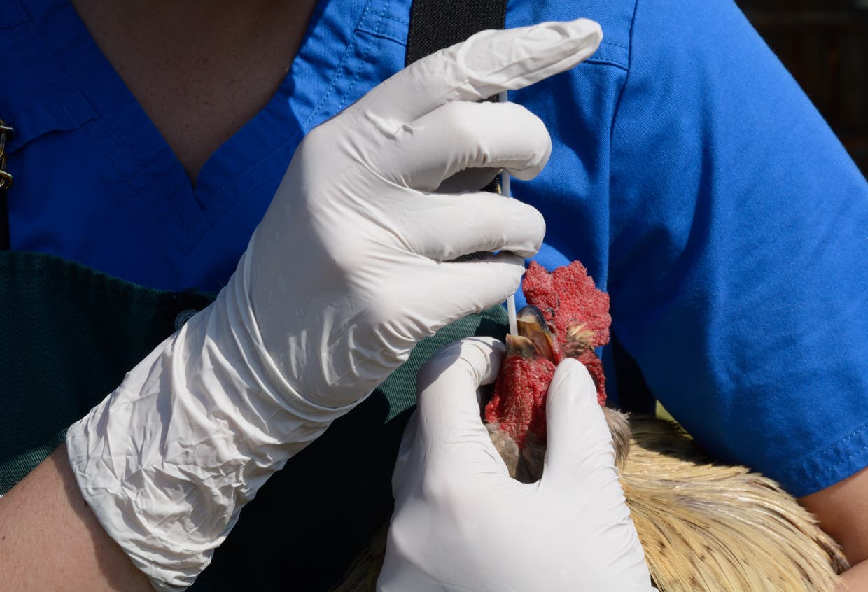 الصحة العالمية توضح بشأن اكتشاف أول إصابة بشرية بفيروس “إنفلونزا الطيور”