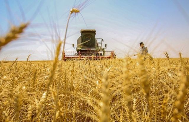 الزراعة تعلن تسويق أكثر من مليون طن من الحنطة