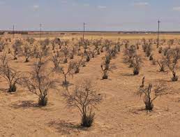 بسبب عدم وجود خطة .. منظمة طبيعة العراق تهاجم وزارة الموارد المائية لاهمالها اهوار العراق