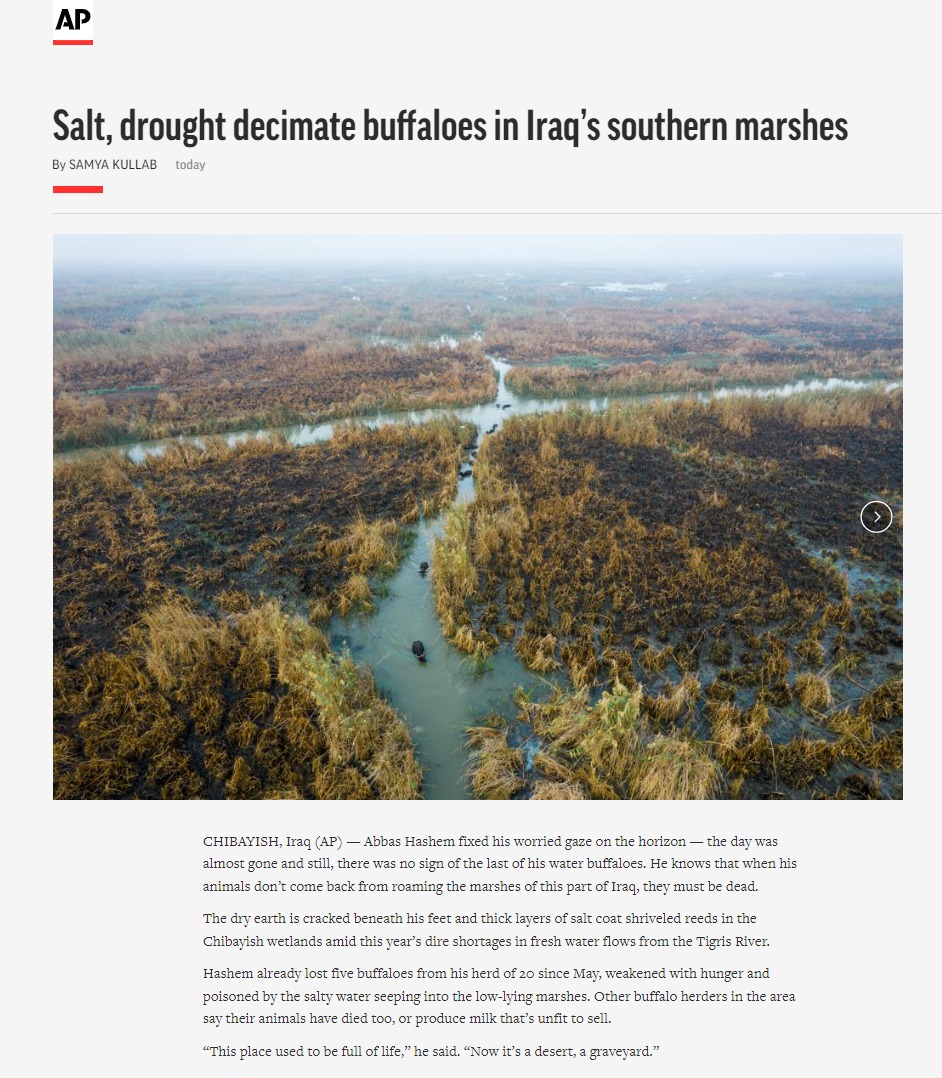 أسوشيتد برس: الملوحة والجفاف تدمران أهوار العراق وثروة سكانه الحيوانية