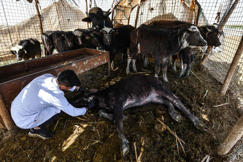 الثروة الحيوانية في ميسان مهددة بوباء الحمى النزفية