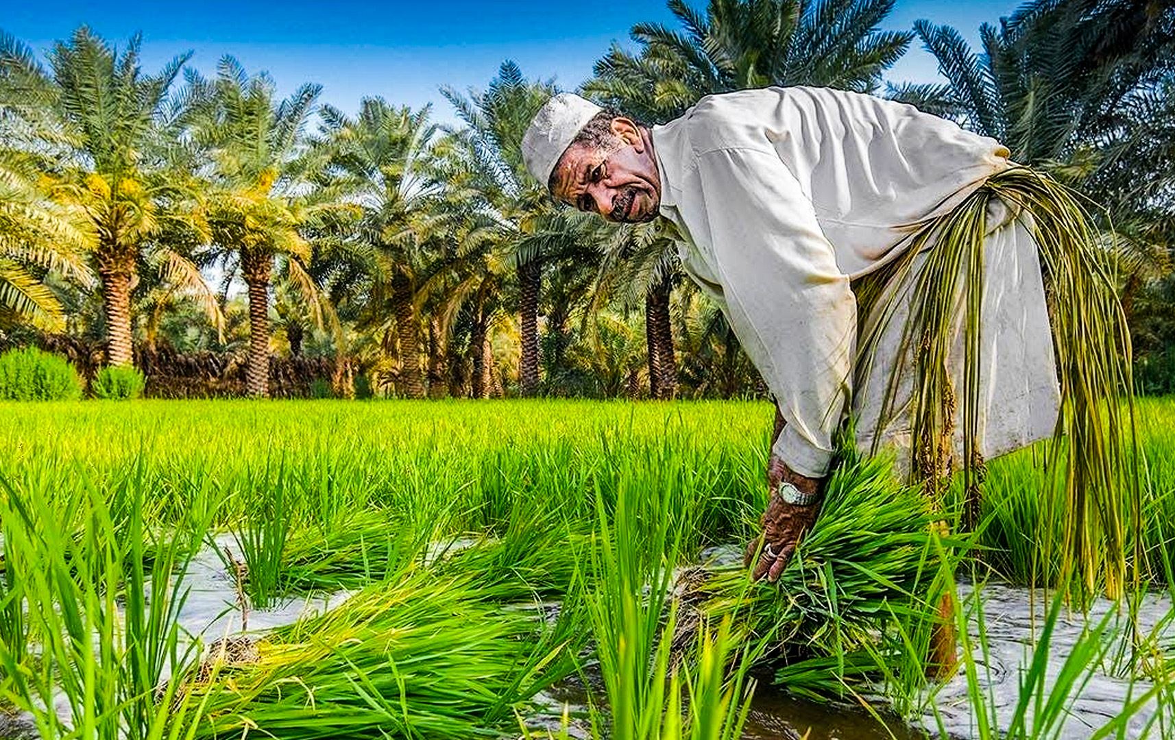 الفشل الحكومي يهدد زراعة الأرز ويتسبب بخسائر تقدر بـ 50 مليون