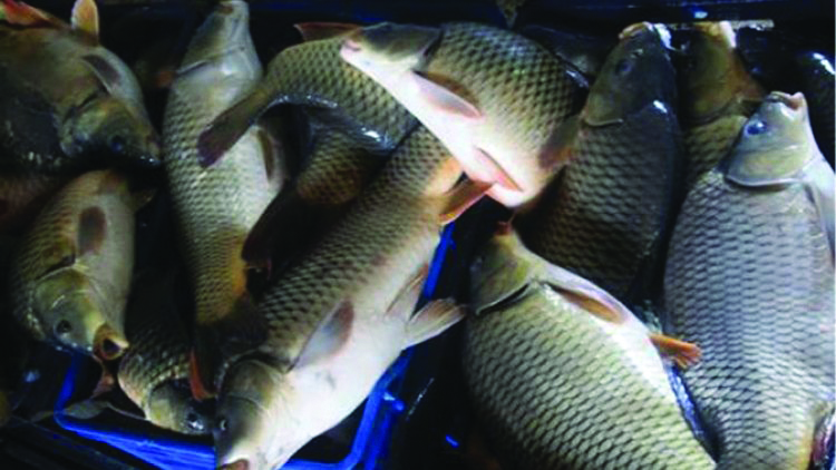 زراعة بابل: قرار منع تربية الأسماك سيرفع أسعارها الى الضعف بداية الشهر المقبل