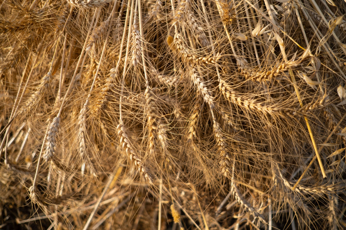 القمح يرتفع أكثر من 10% مهدداً بزيادة أسعار الغذاء