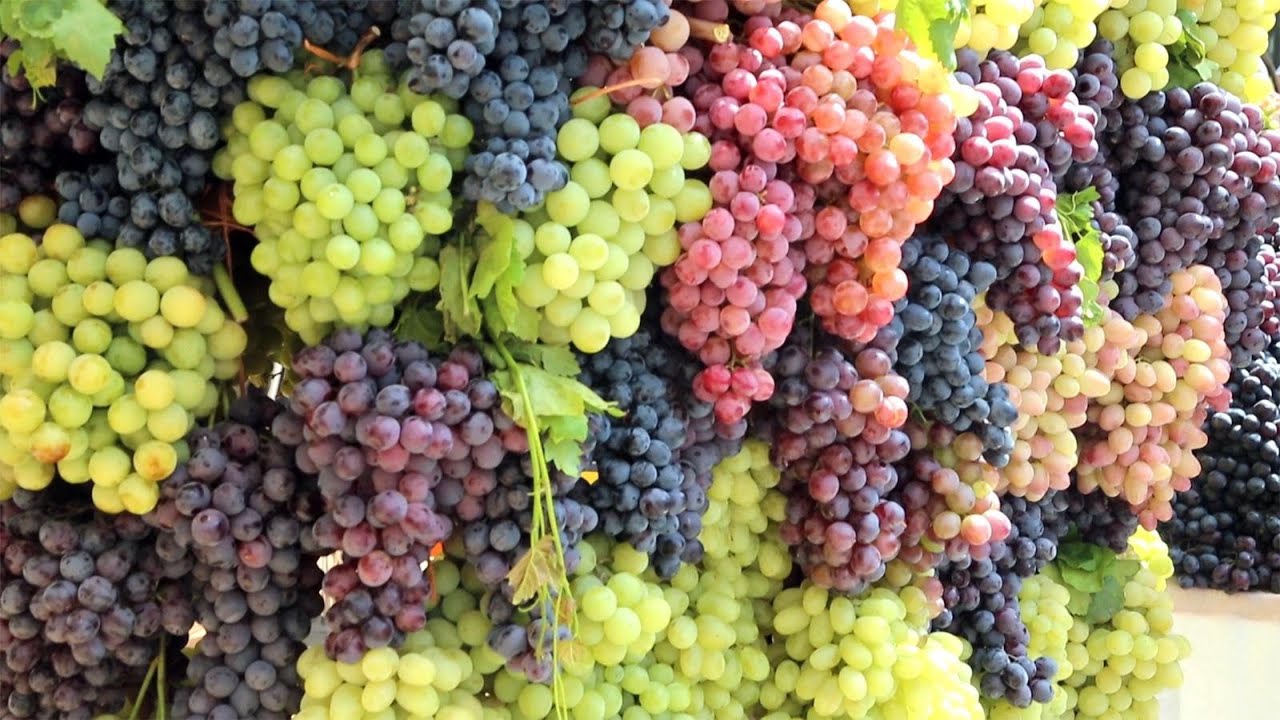 حكومة كردستان تسمح باستيراد المحاصيل الأجنبية وتقتل المحلية