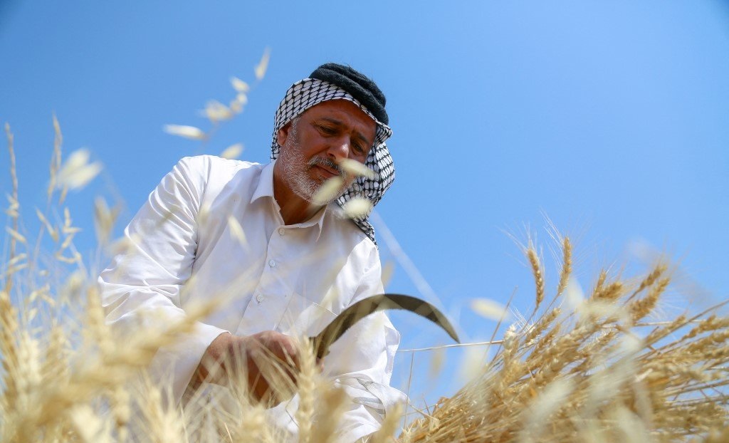 رغم الحملات الإعلامية الحكومية.. منظمة الأغذية والزراعة تؤشر تراجعاً حاداً بإنتاج العراق من القمح