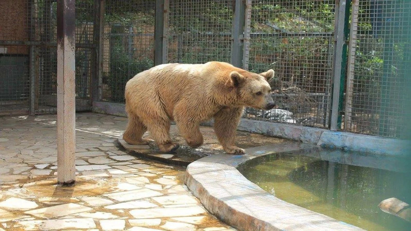 بيطريو الحديقة : اهمال متعمد لحيوانات الزوراء لقتلها وشراء جديدة بأسعار خيالية