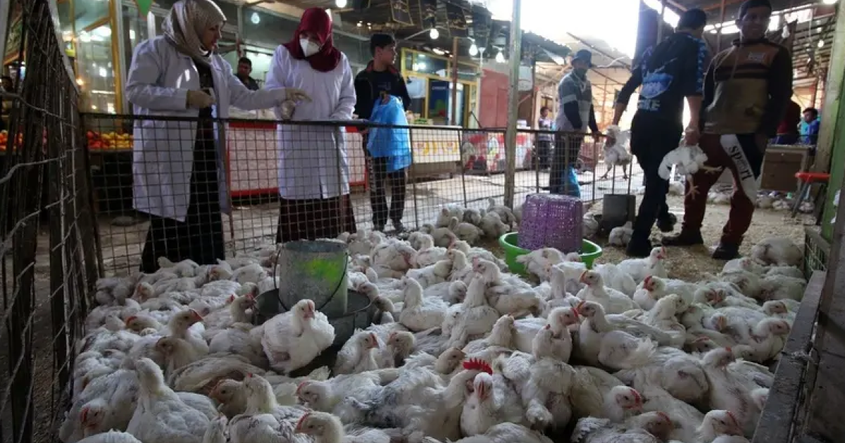 قطاع الدواجن يتعرض لانهيار سيؤدي الى بطالة نحو 700 الف عامل محلي