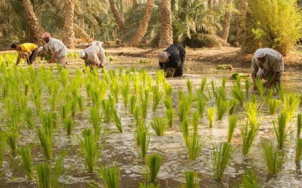 وزارة الموارد تبعد الأرز والذرة الصفراء عن الخطة الصيفية