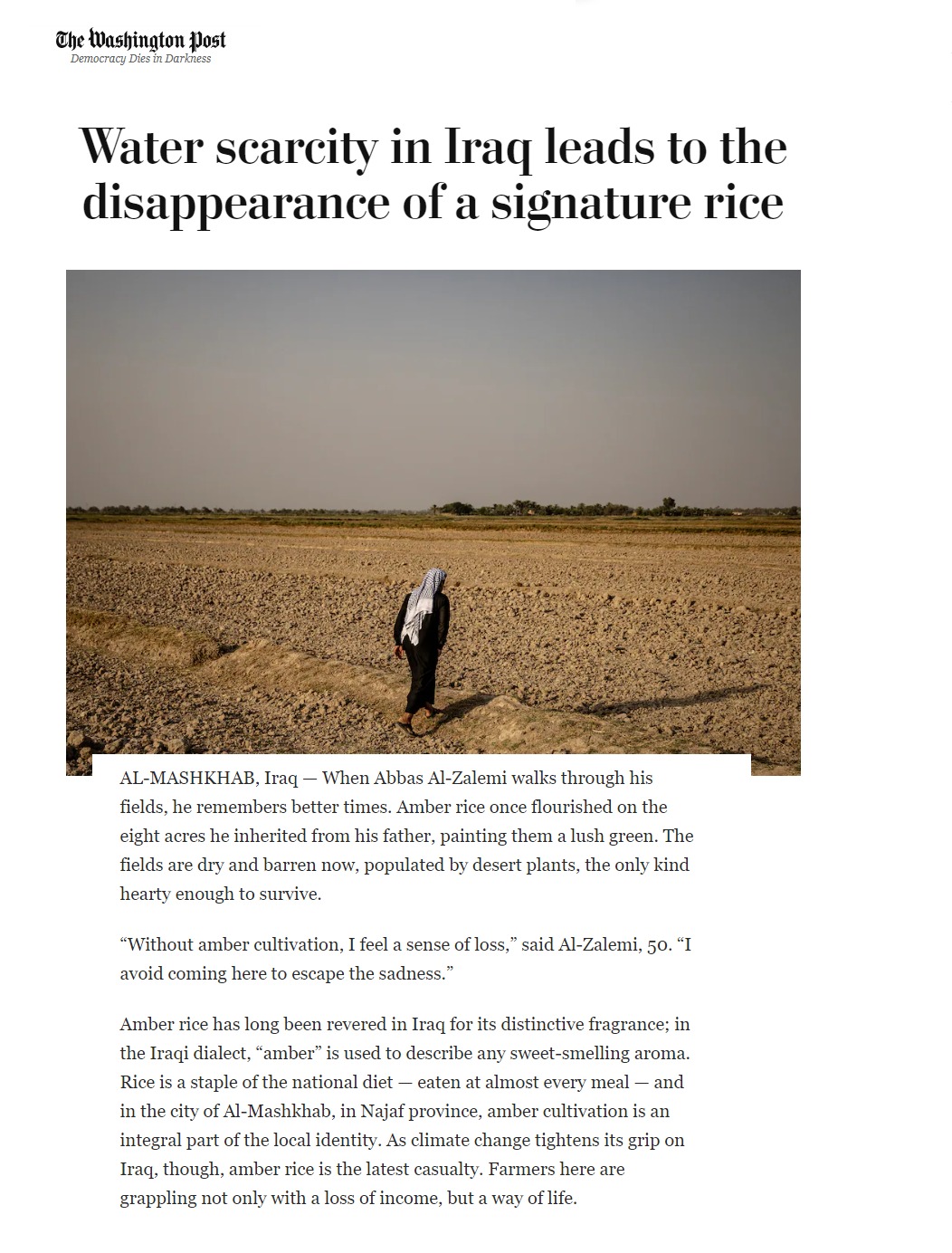 واشنطن بوست: ندرة المياه في العراق تؤدي إلى اختفاء زراعة أرز العنبر
