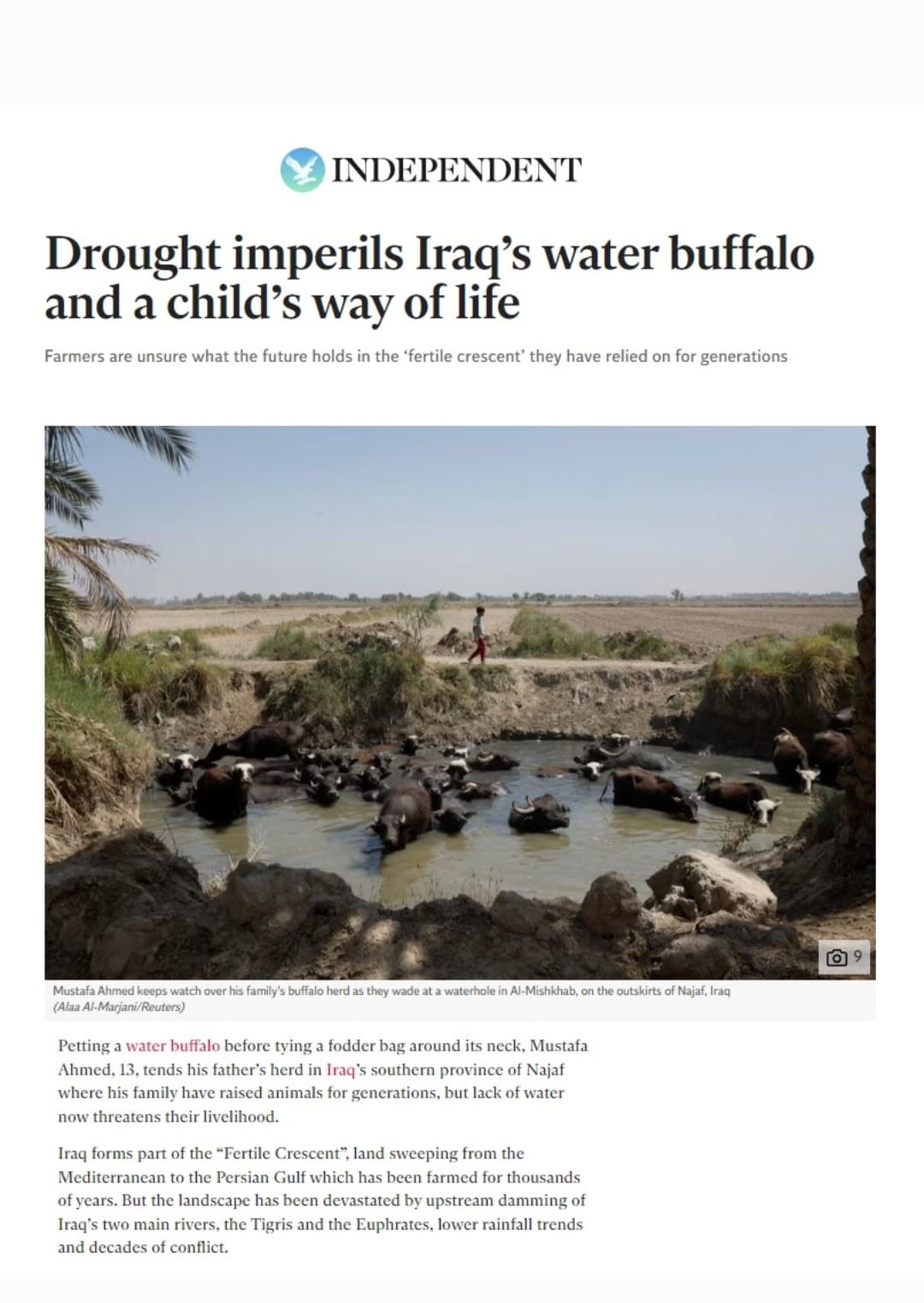 الإندبندنت: الجفاف في العراق يعرض جاموس الماء وأسلوب حياة الأطفال للخطر