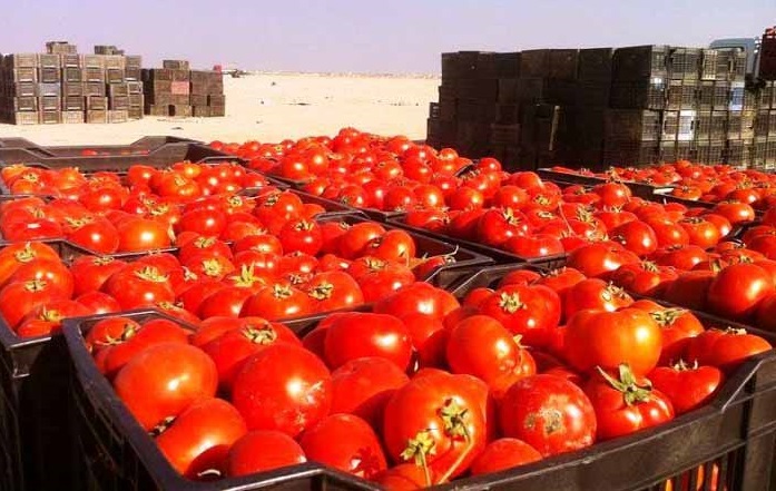 مزارعون : انتاجنا من الطماطم يكفي لسد الحاجة واستيرادها متواصل من ايران