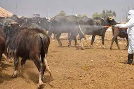 اعداد الحيوانات قياسا بالسنوات السابقة تراجع بسبب النفوق والحمى النزفية