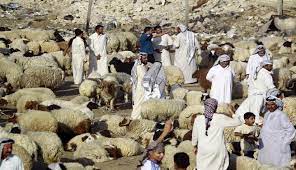 حظائر المواشي موبوءة بالعديد من الامراض الخطيرة والدوائر المعنية لا تتابع الأسباب 