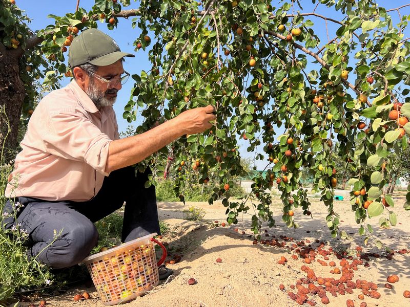 بدلاً من التمور.. شح المياه يدفع مزارعين عراقيين الى أشجار السدر