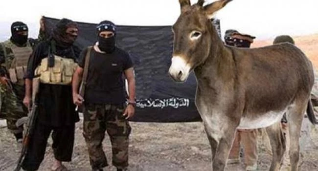 عناصر تنظيم داعش يلجؤون للحمير في تنفيذ عملياتهم الارهابية