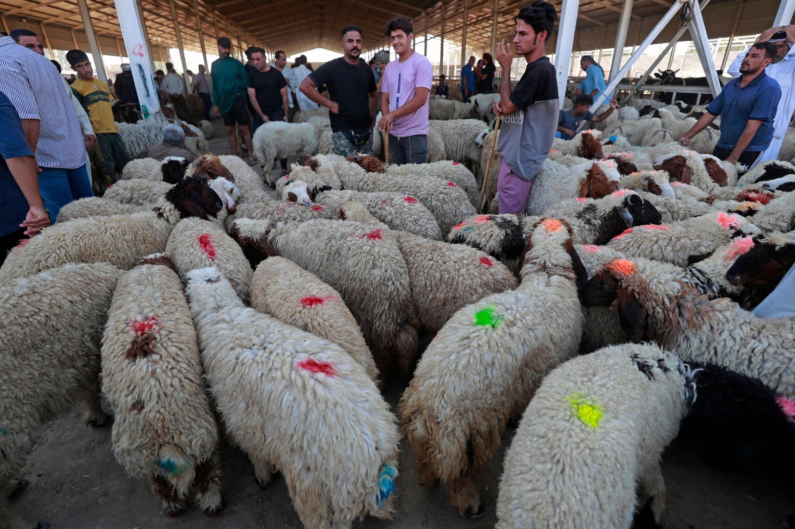 ارتفاع أسعار الأضاحي ينغص فرحة العيد في العراق