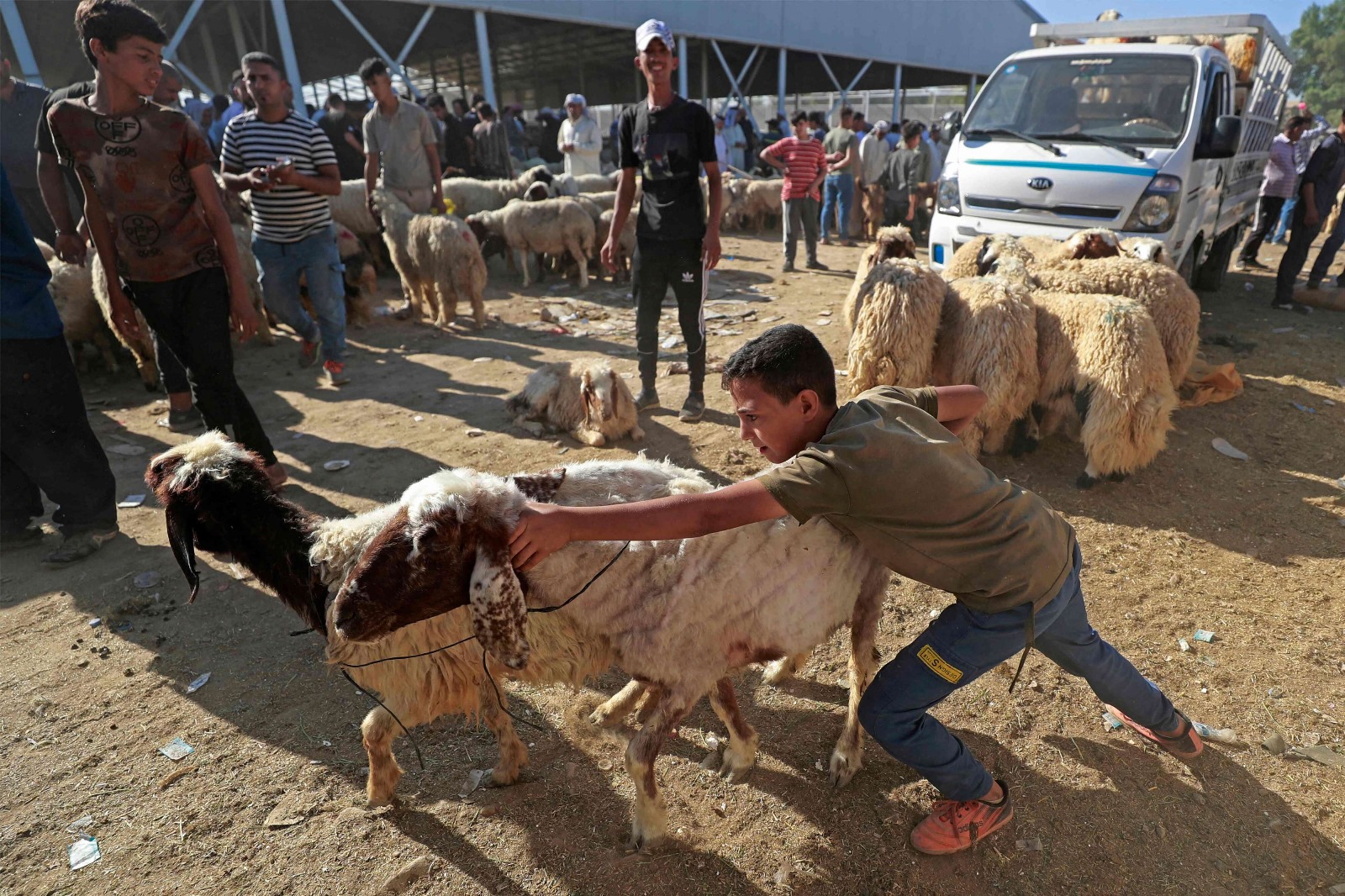 تفشي الحمى النزفية يؤثر على ارتفاع أسعار الأضاحي في العراق