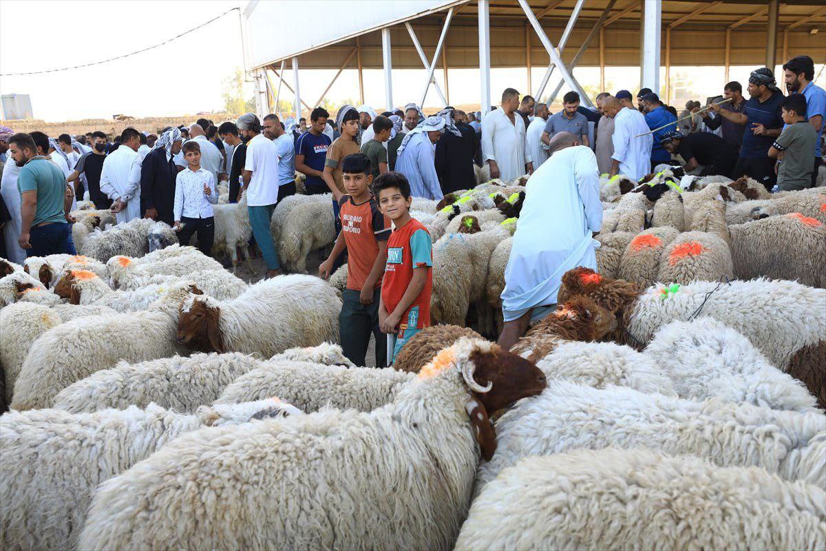 دون حلول حكومية تذكر.. ارتفاع غير مسبوق بأسعار المواشي تزامناً مع عيد الأضحى المبارك