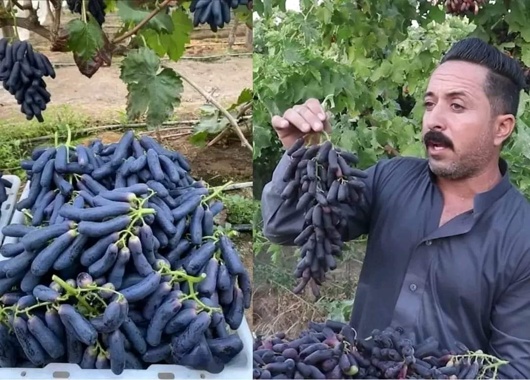 احد الفلاحين ينجح في زراعة عنب الياقوت الاسود النادر بقضاء بلد في محافظة صلاح الدين 