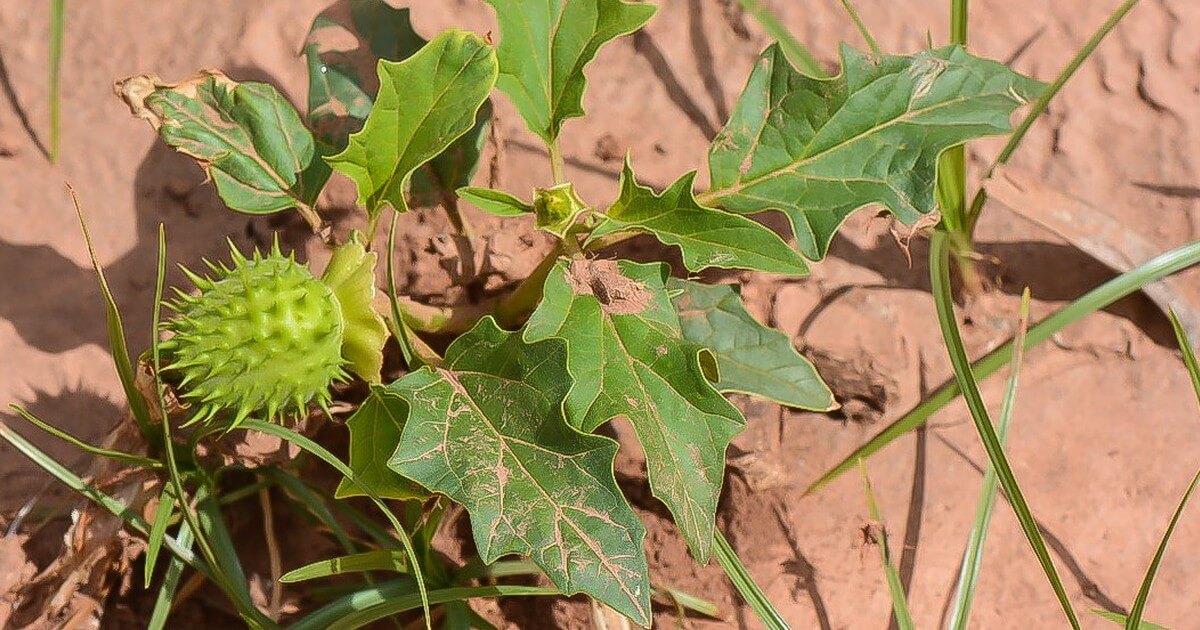 ضبط مزرعة بمساحة 7 دونم بداخلها نبتة الداتورا المخدرة في المدائن