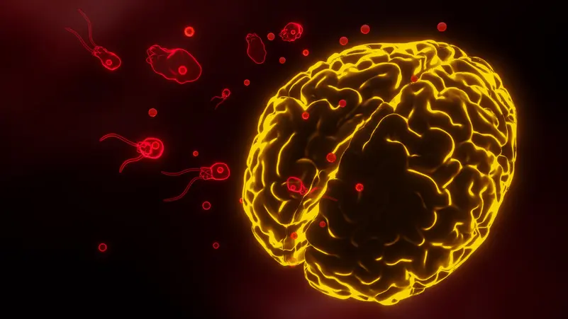 العلماء يدقون ناقوس الخطر من عدوى “تأكل الدماغ”.. ما القصة؟