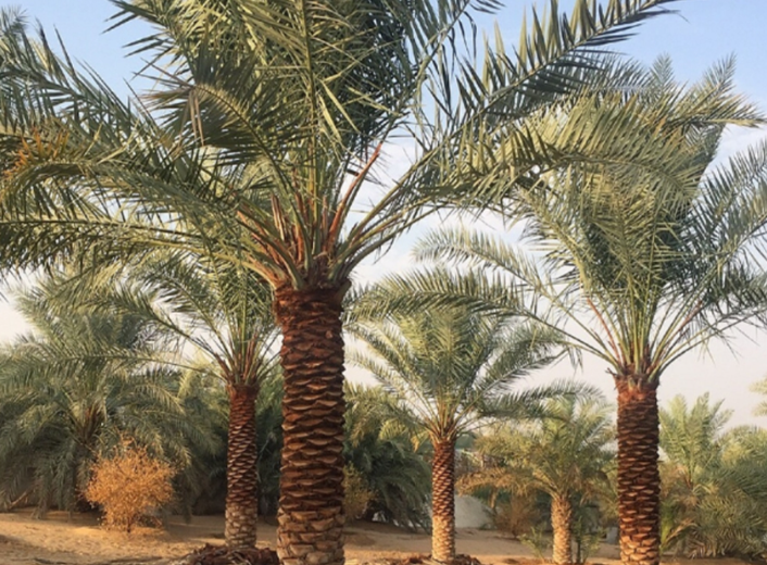 ينتشر مثل النار بالهشيم.. خبير يحذر من فناء نخيل ديالى بسبب الوباء الاحمر