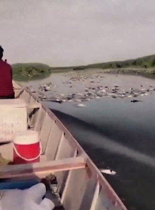 نفوق عدد كبير من الأسماك في هور الحويزة بميسان والسكان مستغربين إهمال الجهات الحكومية المعنية بهذا الموضوع