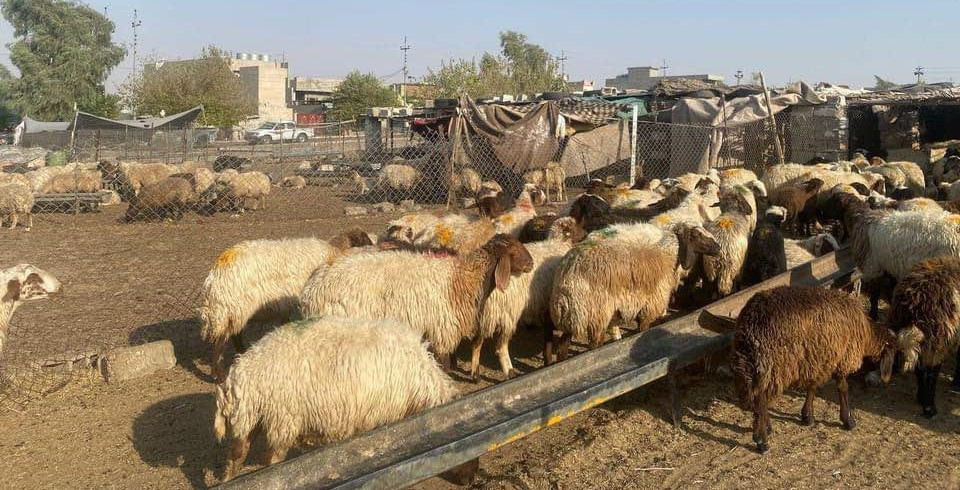 اعتقال متهمين اثنين سرقا 170 رأس ماشية في السليمانية