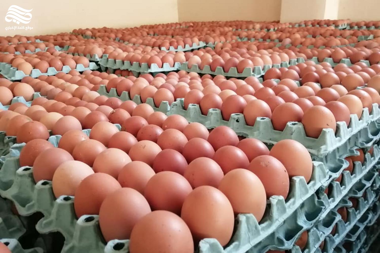 البيضة بـ 250 دينار.. أسعار بيض الدجاج تحلق عالياً في الأسواق المحلية العراقية