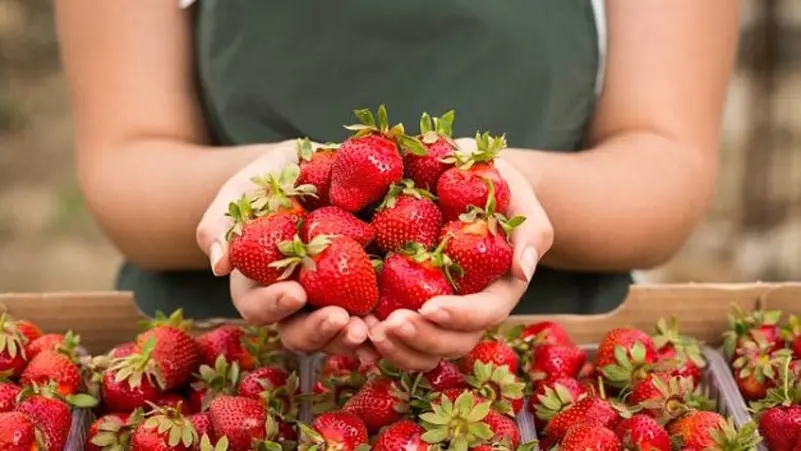أطعموهم فراولة.. سر توصية غذائية للأطفال مصابي السرطان