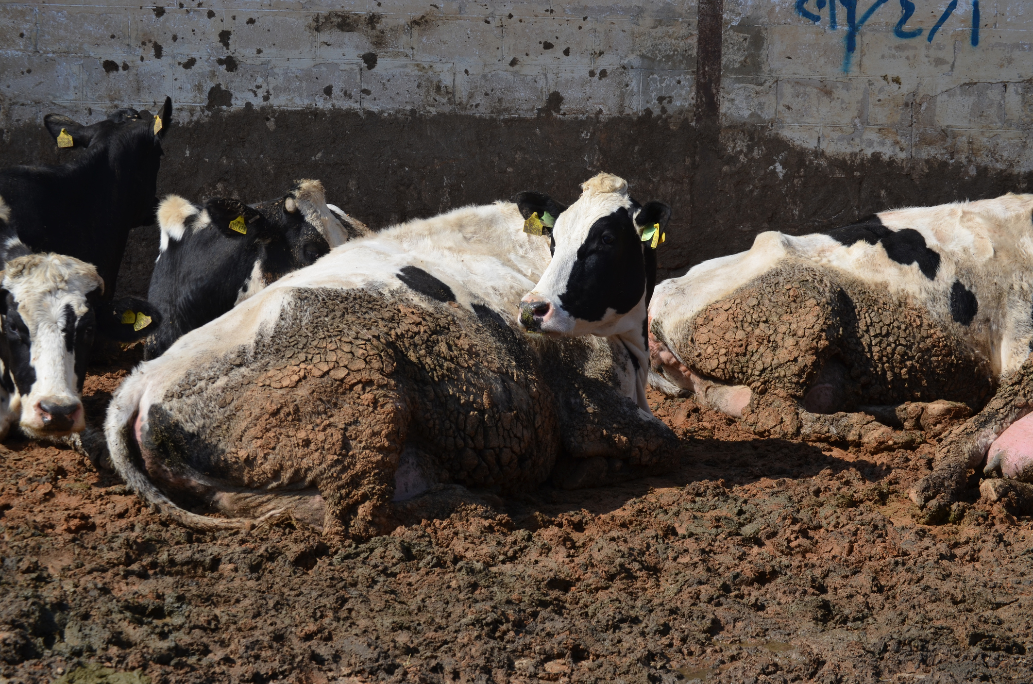 وزارة الزراعة تشكل غرفة عمليات لمواجهة وباء الحمى القلاعية