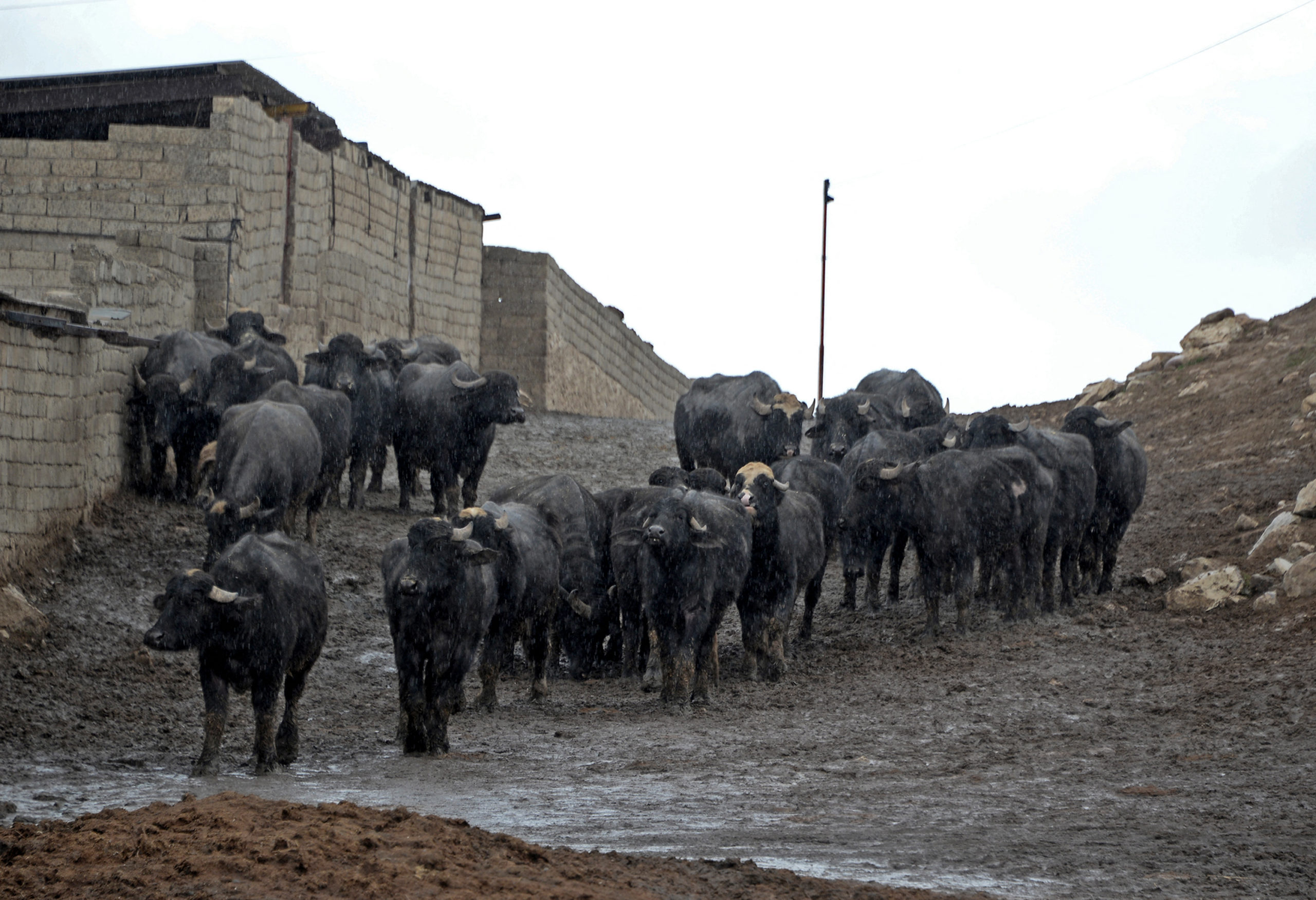 مواطنون يؤكدون ان مرض الحمى القلاعية في نينوى لم يخرج عن نطاق السيطرة