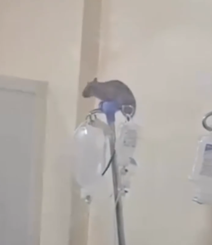 جريدي يتحدى السوداني وينام بكل اريحية على حمالة مغذي