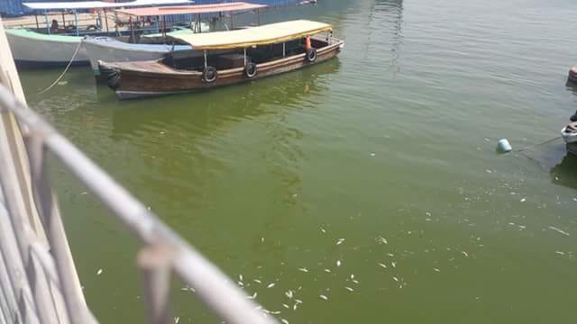 انقذوا البصرة أنها تموت – جمعة عبد الله