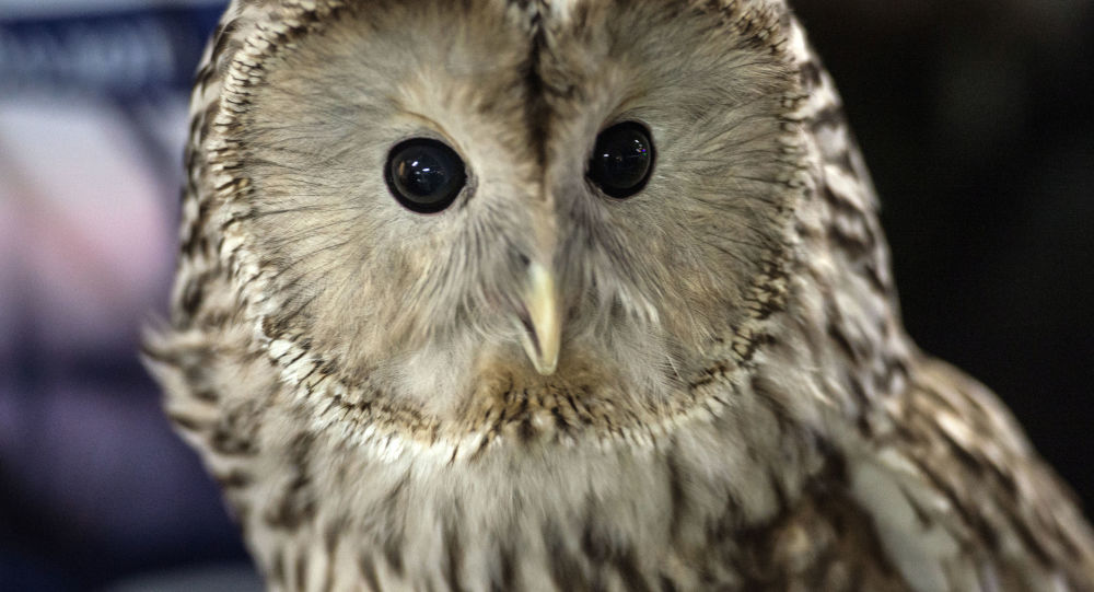 دراسة تحذر من اتباع “سلوك البومة”