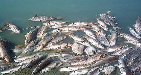 الصحة : لاتوجد أي أمراض بسبب تناول السمك النافق