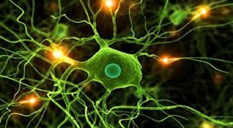 لاول مرة.. علماء يرصدون تشكل خلايا الدماغ