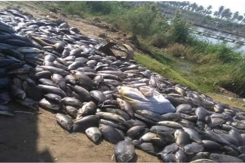 وزير الصحة من بابل: رفع 1500 طن من الأسماك النافقة