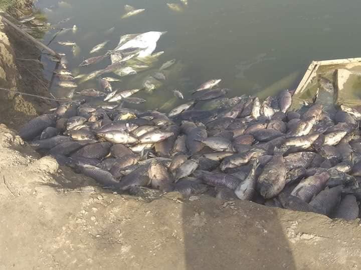 وزير الصحة: خلية الازمة استطاعت تحجيم ظاهرة نفوق الاسماك بنسبة 80%