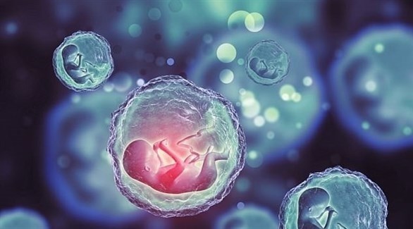 غضب طبي بسبب “تخليق”جنين من دون بويضة أو حيوان منوي