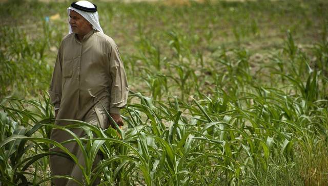 الجمعيات الفلاحية تعلن زراعة أكثر من 7 مليون دونم في البلاد