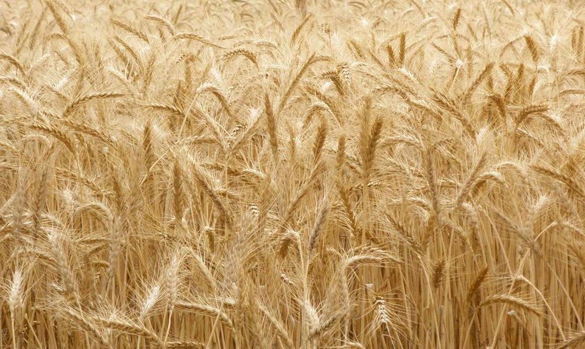 العراق يشتري 100 ألف طن قمحا استراليا من كارجيل