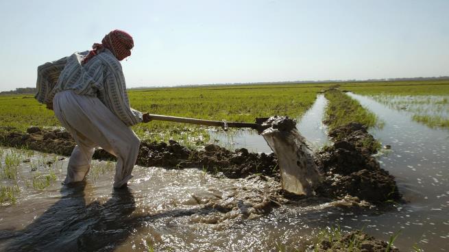 العراق يحظر زراعة ثمانية محاصيل صيفية بسبب أزمة المياه