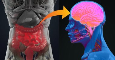 دراسة بريطانية: تراكم الكالسيوم قد يؤدي إلى موت خلايا المخ