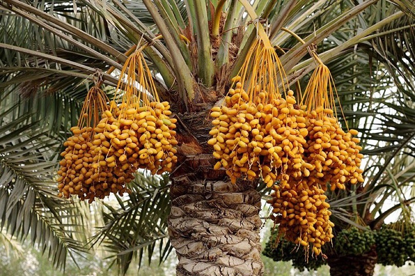 مناشدات لإصدار قرار مركزي بشراء التمور المكدسة لدى الفلاحين